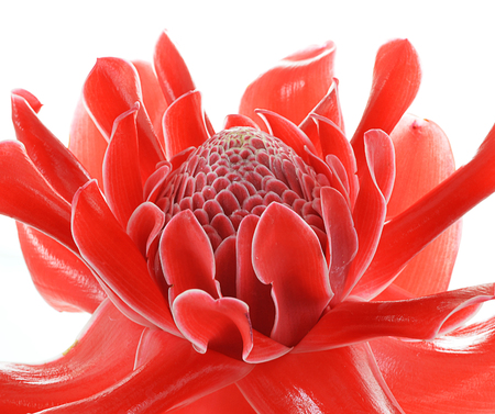 Red flower of etlingera elatiorの写真素材