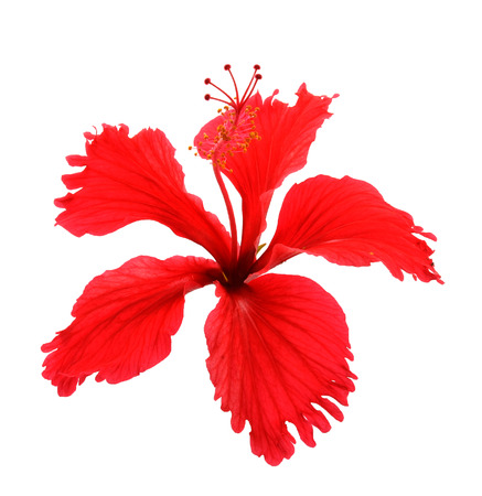 Flowers on a white background.の写真素材