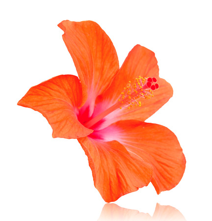 Flowers on a white background.の写真素材