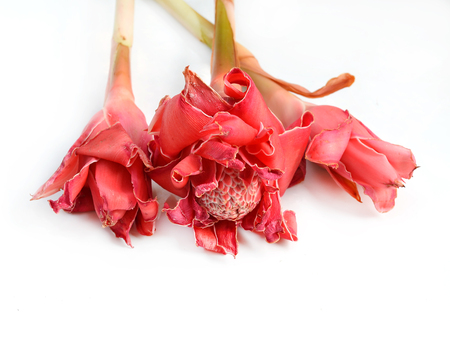 Red flower of etlingera elatiorの写真素材
