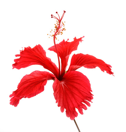 Flowers on a white background.の写真素材