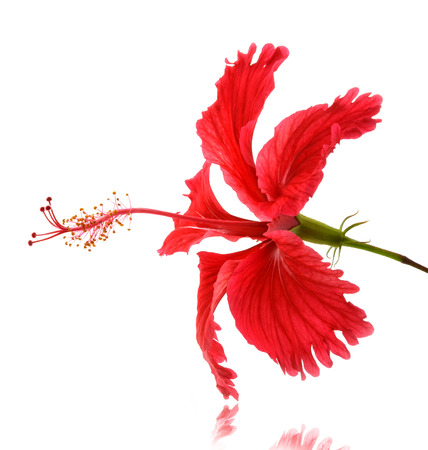 Flowers on a white background.の写真素材
