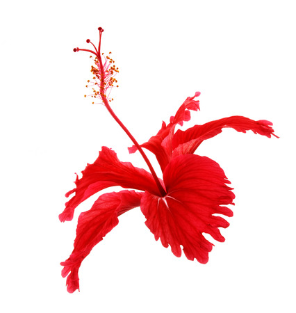 Flowers on a white background.の写真素材