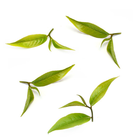 Green tea leaf isolated on white backgroundの写真素材