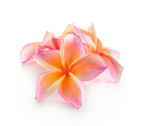 Frangipani flower isolated on whiteの写真素材