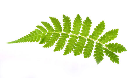 Green fern leaf isolated on white backgroundの写真素材