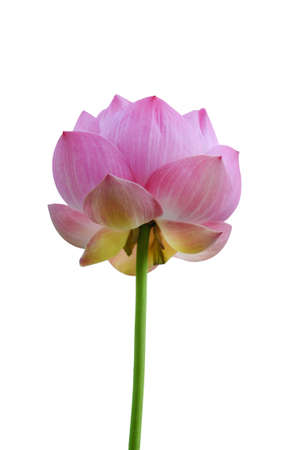Beautiful lotus(Single lotus flower isolated on white background)の写真素材