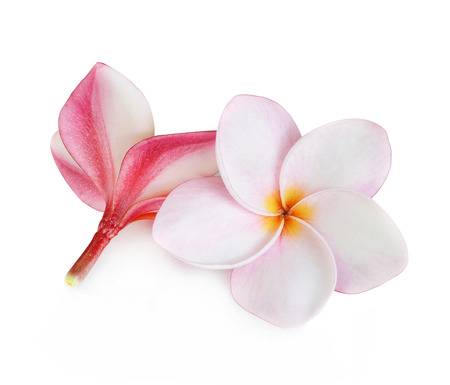 Frangipani flower isolated on whiteの写真素材