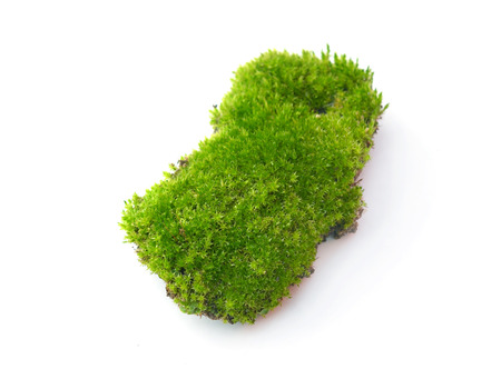 Green moss on white backgroundの写真素材