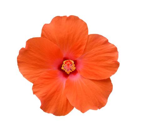 Flowers on a white background.の写真素材