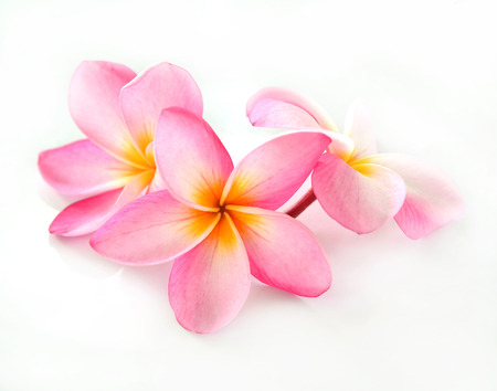 Frangipani flower isolated on whiteの写真素材
