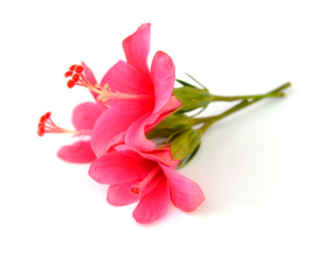 Flowers on a white background.の写真素材