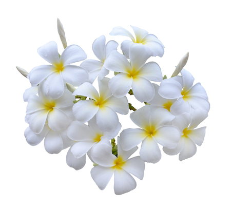 Frangipani flower isolated on whiteの写真素材