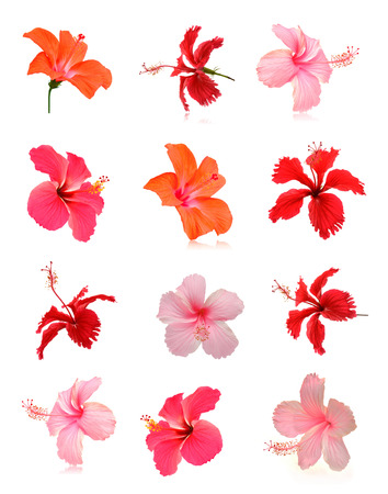 Flowers on a white background.の写真素材