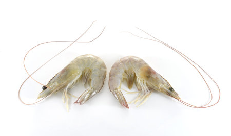 shrimps on white backgroundの写真素材