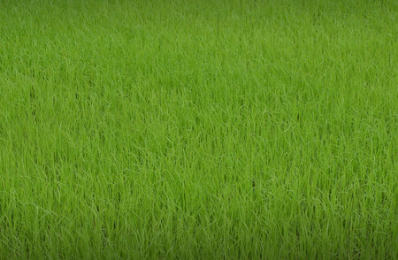 Soccer football grass field