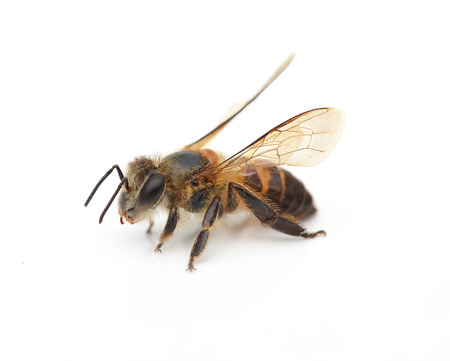 bee isolated on the whiteの写真素材