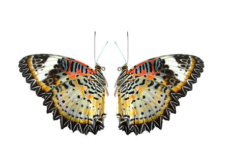 Butterflyの写真素材