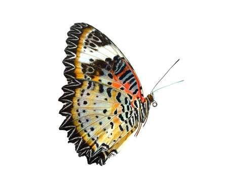 Butterflyの写真素材