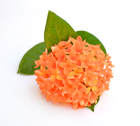 Beautiful orange flower spike isolated on white backgroundの写真素材