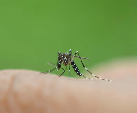 Mosquito sucking bloodの写真素材