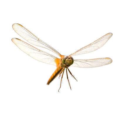 Dragonfly on a white backgroundの写真素材