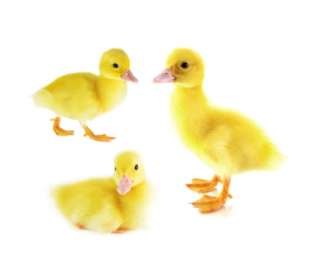cute little yellow duckの写真素材