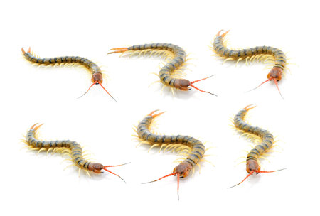 Centipedesの写真素材