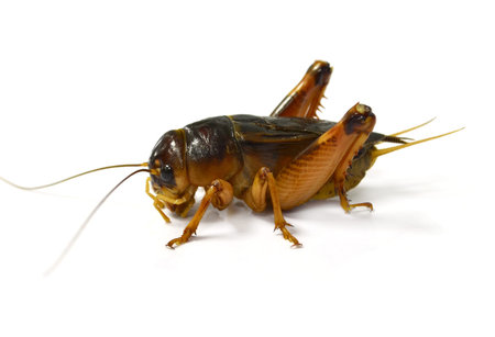 black cricket isolated on white background