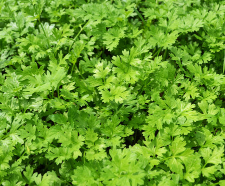 Coriander in the Garden