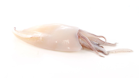 Fresh squid on a white backgroundの写真素材