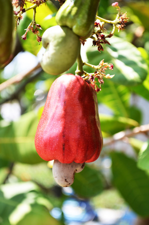 Cashew nut growing on treeの写真素材