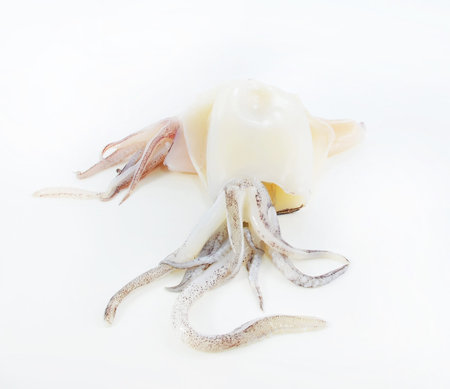 Fresh squid on a white backgroundの写真素材