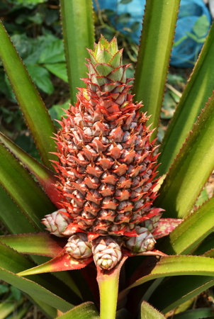 pineapple