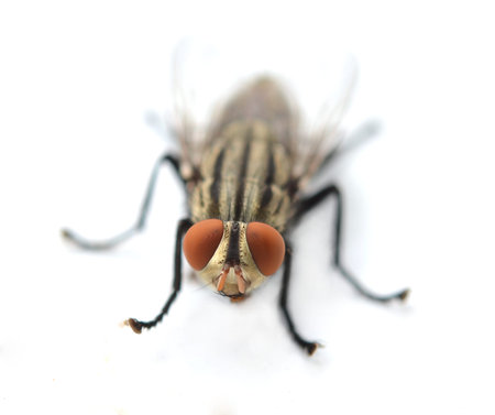 fly