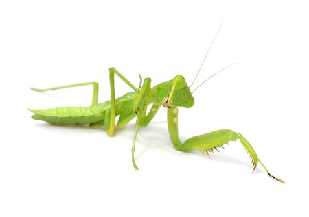 Mantis