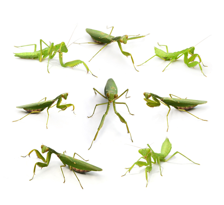 Female Praying Mantis, in front of white backgroundの写真素材