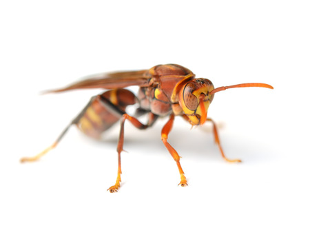 wasp isolated on white backgroundの写真素材