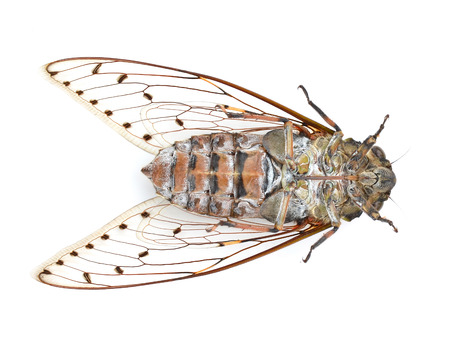 cicada on whiteの写真素材