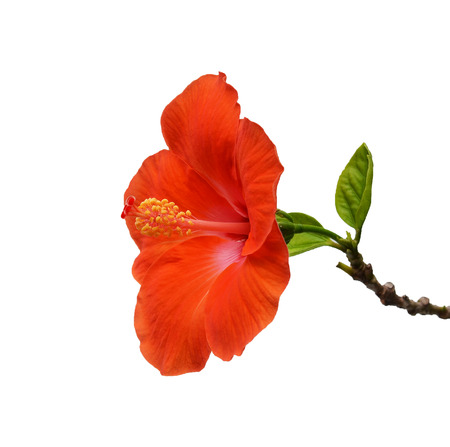 Flowers on a white background.の写真素材