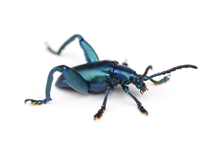 Scarab beetle on a white backgroundの写真素材