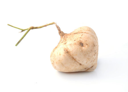 jicama on white backgroundの写真素材