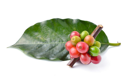 coffee beans on white background.の写真素材