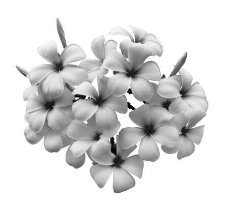 Frangipani flower isolated on whiteの写真素材