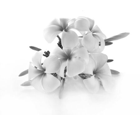 Frangipani flower isolated on whiteの写真素材