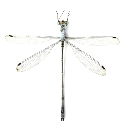 Dragonfly on a white backgroundの写真素材