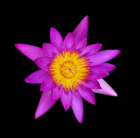 Single lotus flower isolated on black  backgroundの写真素材