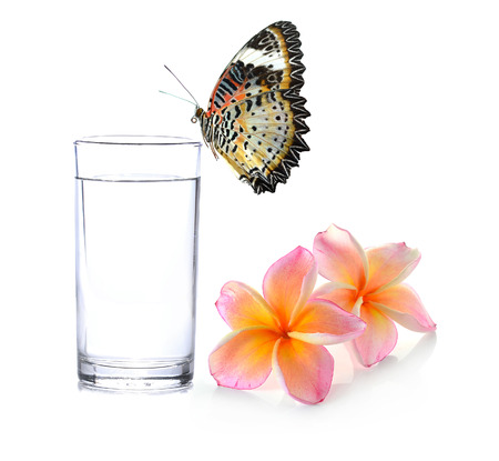 Glass of water and black and white Tropical flowers frangipani (plumeria)butterflyの写真素材