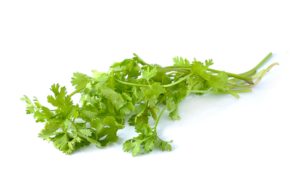 Coriander on white backgroundの写真素材