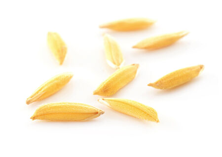rice grains isolated on whiteの写真素材